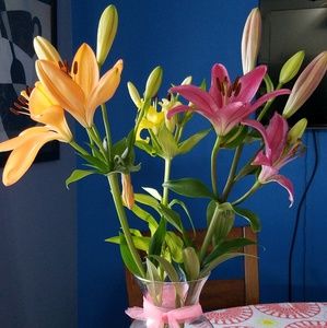 Meet your Posher, Karen